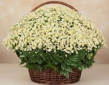 Цветочная композиция из Ромашки в корзине #REPLACE_PRED# Брянске